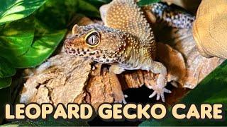 Everything You Need to Know About Leopard Gecko Care