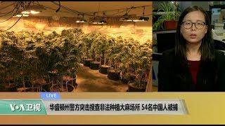 VOA连线：华盛顿州警方突击搜查非法种植大麻场所，54名中国人被捕