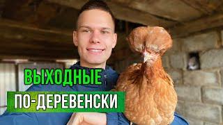 ВЫХОДНЫЕ В ДЕРЕВНЕ- КАКИЕ ОНИ ? КУРЯТНИК для птиц  Отказываемся от Перепелов ? Для чего Павлины ?