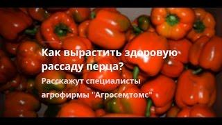 Как вырастить рассаду перца