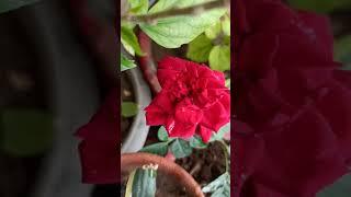 Gardening with geet kumar English/hindi#Rose plant#Shorts