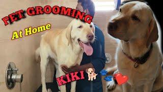 Dog Grooming at Home | Pet Grooming in Bangalore | Labrador Grooming | Kiki's Grooming Day