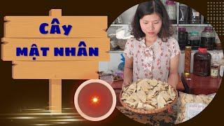 Cây Mật Nhân - Công Dụng Của Cây Mật Nhân | giá 100k/1kg - tháng 4/2024