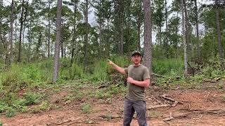 Alabama Habitat Restoration Project: Pine Uplands