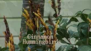 Three Belize City Hummingbirds