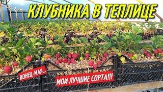 КЛУБНИКА В ТЕПЛИЦЕ,секрет большого урожая/ЛУЧШИЕ СОРТА КЛУБНИКИ!!!