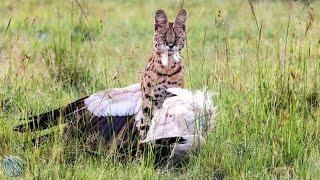 SERVAL ─ The Flying Cat Predator with a Taste for Feathers and Fangs