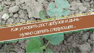 Как вырастить арбуз в домашних условиях, часть 1 - ускоряем рост арбузов и дынь