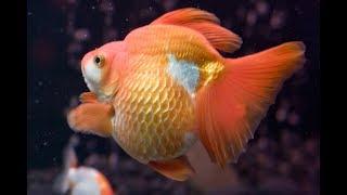 Orange Ryukin goldfish