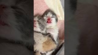 Dreaming Kittens #kitten #cat #adoreble #猫 #cute #catvideos #funny