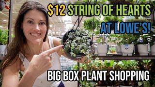 $12 String Of Hearts at Lowe's! Big Box Plant Shopping - Houseplants at Lowe's & Home Depot