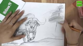 How to Draw a Buffalo | Pencil Art | MitGreen TV