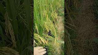 cùng em ra thăm ruộng lúa sắp chín.. sắp đc gặt rồi ạ