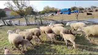 10 Baş Balali Qoyunlar Satıldı