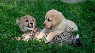 A Dog and a Cheetah Formed a Bond as Cubs—Two Years Later, Their Friendship Endures