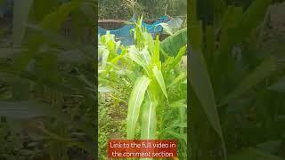 A man surviving poverty gives me a tour of his farm in a ghanaian village