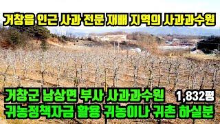 [거창군 남상면] 사과과수원 매매. 거창읍인근 사과재배최적지 부사사과 과수원.개방된지형과 수익보장되는 과수원.귀농하실분.거창군토지매매.거창부동산.대구부동산.합천부동산.산청부동산.