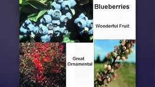 OSU Master Gardener: Growing Blueberries