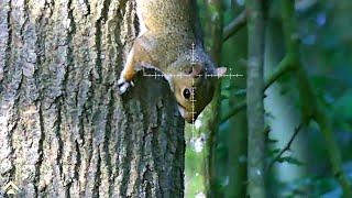 Pest Control with Air Rifles - Squirrel Shooting - Manbily Tripod