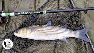 Cornish Mullet Fishing, Thick-Lipped Float Fishing, Estuary Fishing