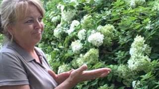 Florist Karen Link talks about Hydrangeas