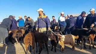 17.09.2024 QUY QUZI QUCHQOR ECHKI NARXLARI DEXQONLARDAN QARSHI KARVON MOL BOZORIDA