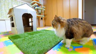 An incident occurred when a grassy garden was created in the cat's White House