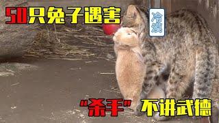 可憐的兔子慘遭野貓攻擊#兔子 #動物#救助#野貓#拯救 #生命