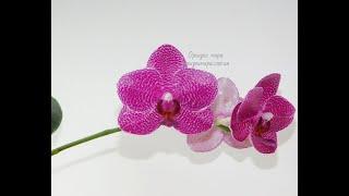 Орхидея фаленопсис Phal. Zheng Min Stegosaurus