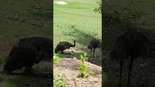 Emu Maximus Chronicles of the Largest Flightless Wonder