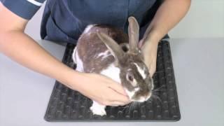 Animal welfare& health: How to health check a rabbit