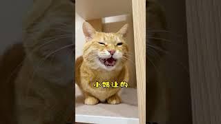 【貓咪叫不苦】這是什麼神仙小貓咪呀？把麻麻的每一句話都記在心裡呀#我和我的貓 #萌寵 #治癒貓咪 #貓里貓氣