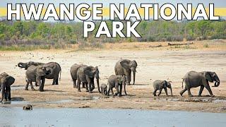 Hwange National Park: Exploring the African Wilderness | Zimbabwe Travel Guide