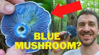 The Bluest Mushroom on the Planet! Indigo Milk Cap Identification and Foraging. Lacatarius Indigo