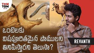 Facts About Camel By Revanth | TomTom Facts #shorts