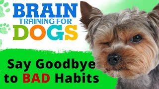 Brain Training for Dogs Review -  Training Exposed  - Adrienne Farricelli's Online Dog Trainer 