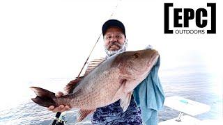 How to CATCH BIG mangrove SNAPPER!!! offshore