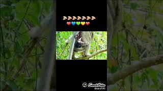 Awesome Monkey Giving Birth to a baby Twins | monkey giving birth video #shorts