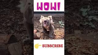 KOALA - A Cute Koala Videos And Funny Koala Bear Compilation | Animal lover