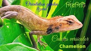 The chameleon|গিরগিটি|Oriental garden lizard|Bloodsucker|Common garden lizard|Calotes versicolor