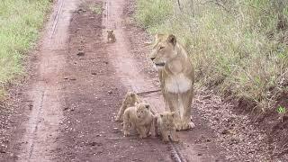 Female lion with her new cubs - vigilant and trying to keep her cubs safe!