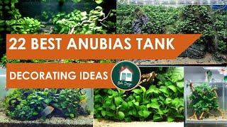 22 Best Anubias Planted Tank Decorating Ideas