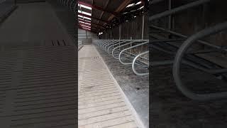 cow shed design#punjabisong #dairy #cow #punjabisong