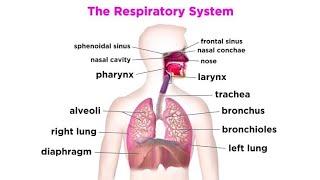 🩸(MLT) Anatomy and physiology of the respiratory System details in hindi part 2🩸