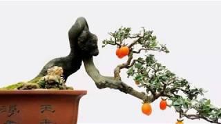 BONSAI FRUIT