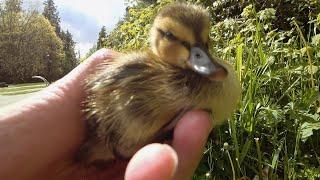 Scared Lost Baby Duckling