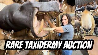 Rare Glimpse Inside Taxidermy Auction Event