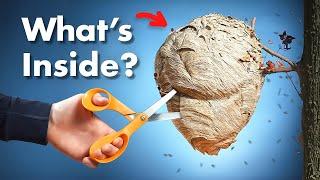 What's Inside a Wasp Nest?