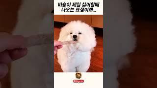 사랑둥이 비숑을 주인이 약올리면?? #강아지 #유머 #힐링