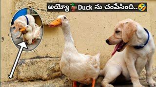 Labrador puppy Talking Fun With Duck పాప.. || Sandy || @upendragani